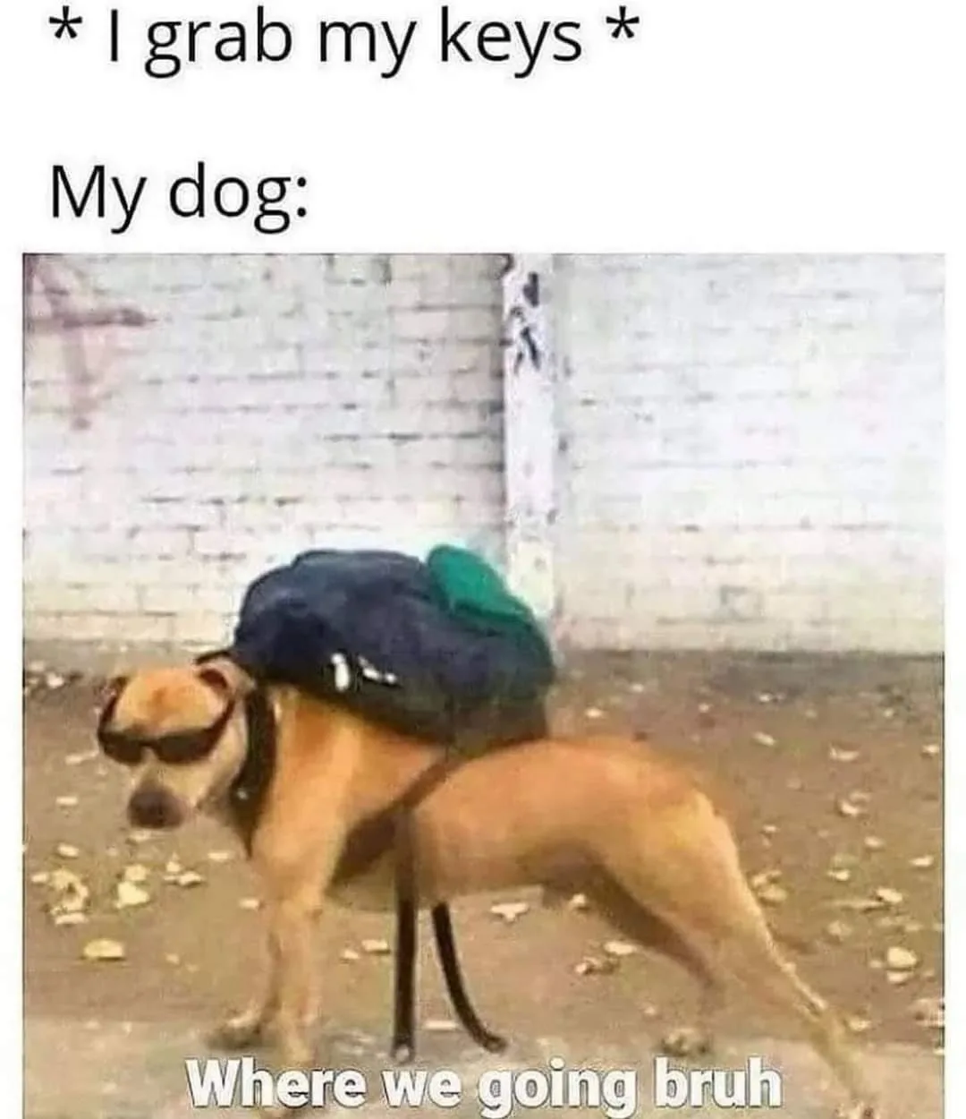 walking the dog meme
