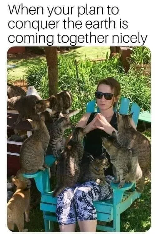 cat lover meme