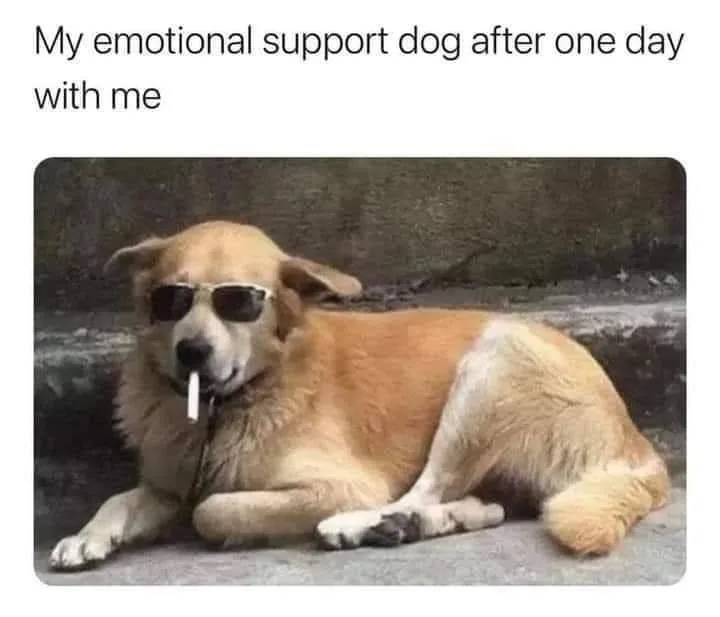 emotional support animal meme