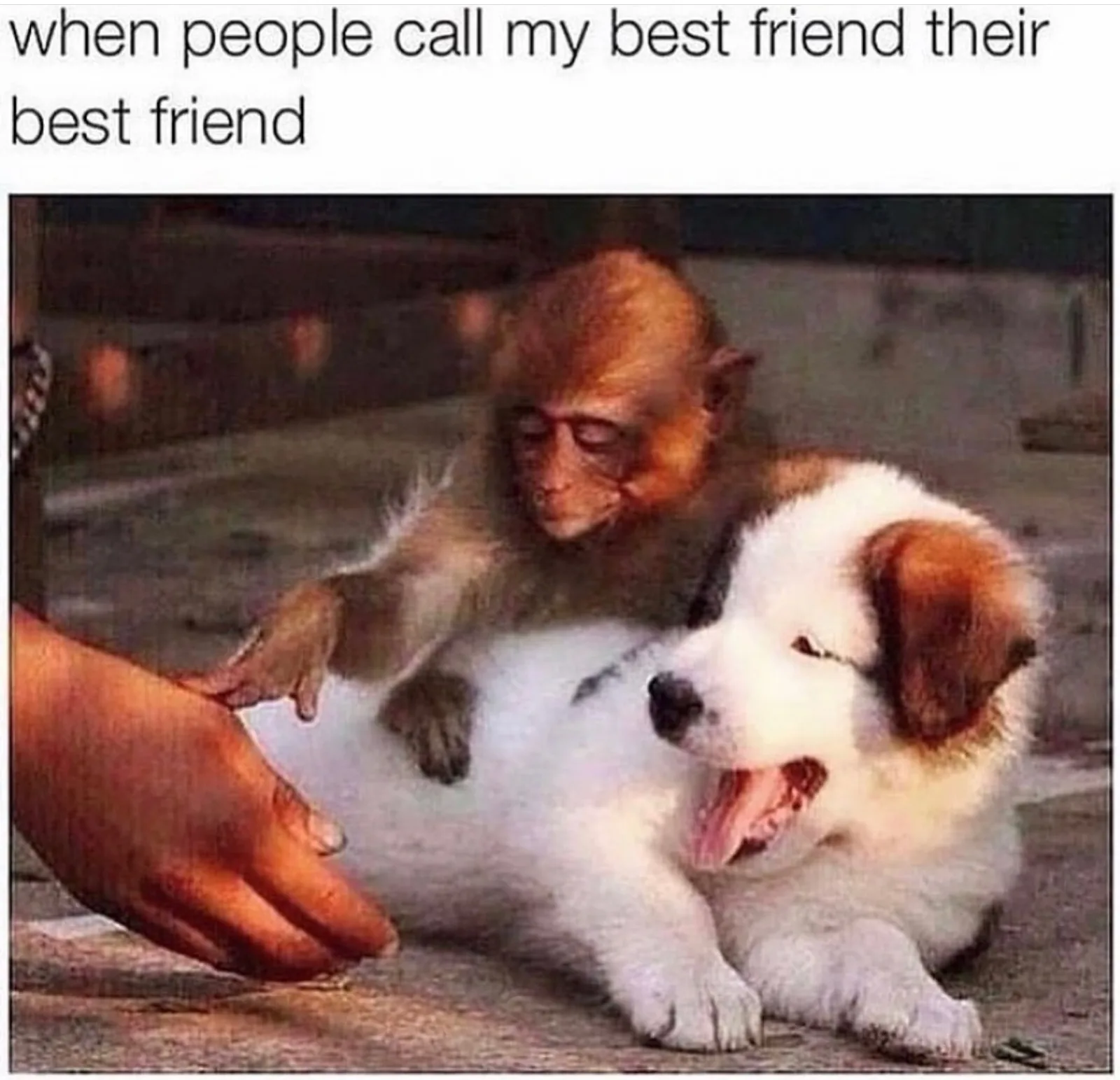 best friend meme