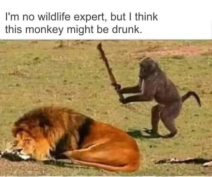 monkey meme