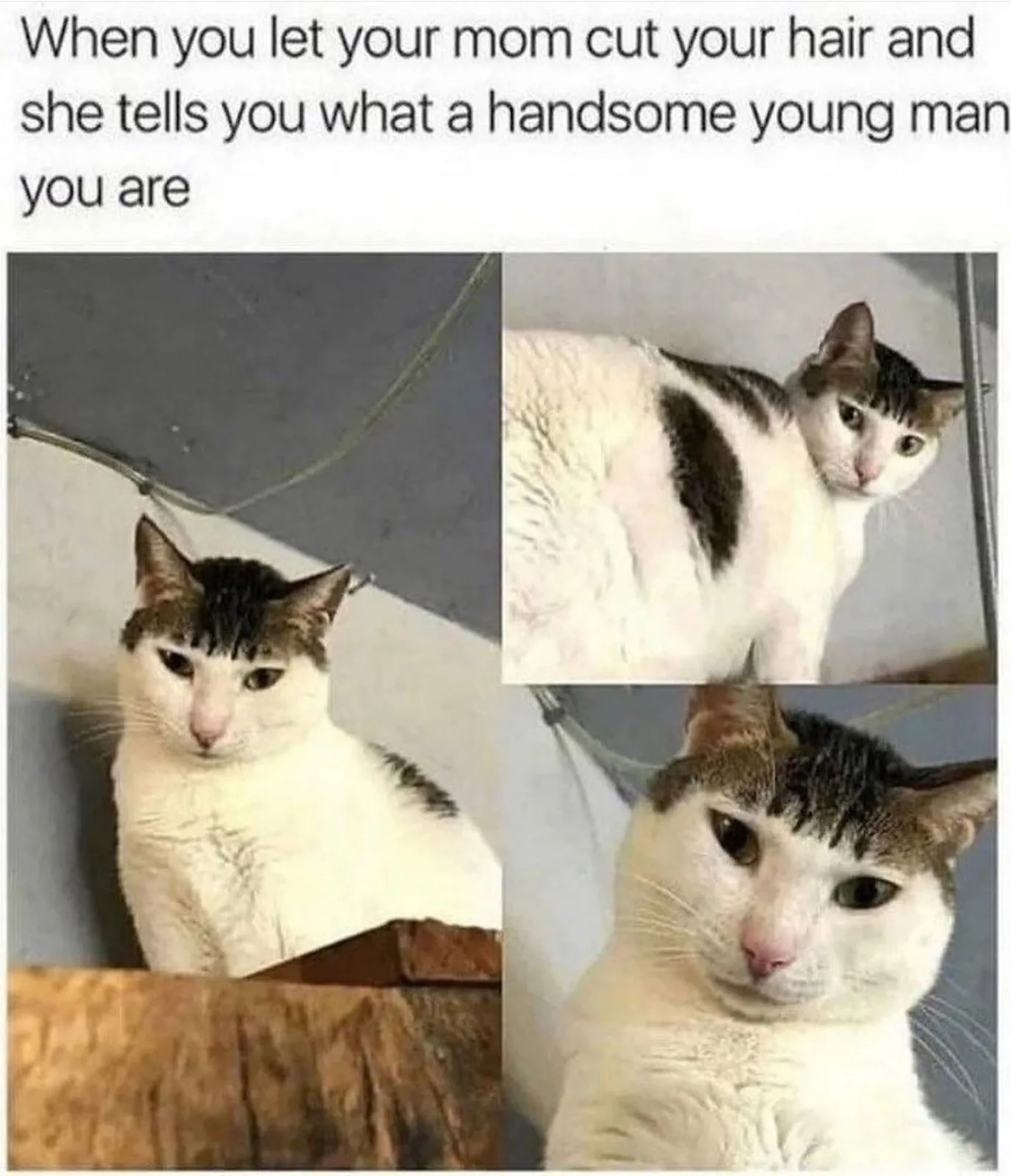 momma's boy meme