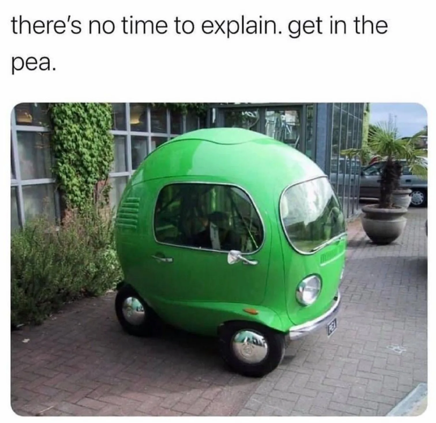 pea meme