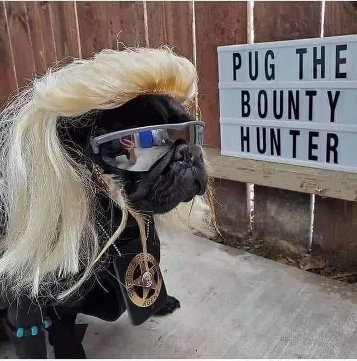 pug meme