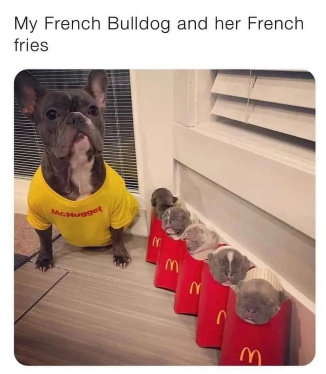 French Bulldog meme