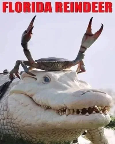 crocodile meme