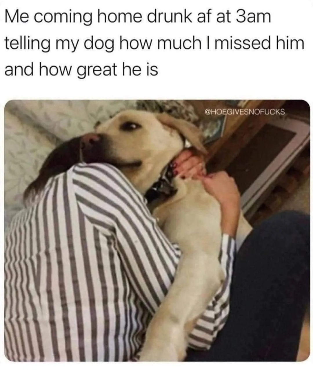 dog lover meme