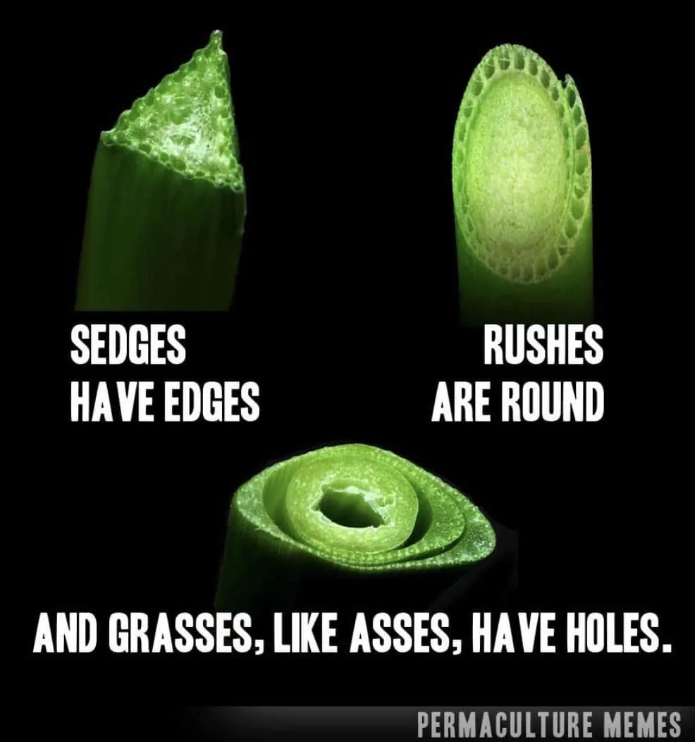 grass meme