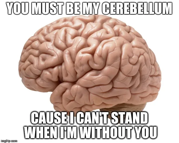 brain meme