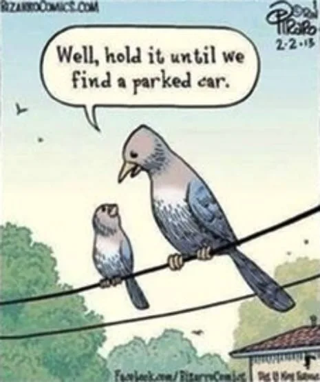bird poop meme