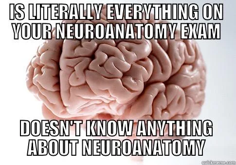 brain meme