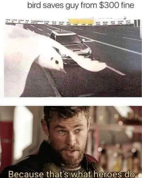 traffic ticket meme