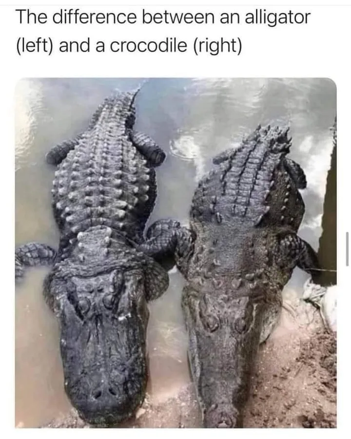 alligator meme