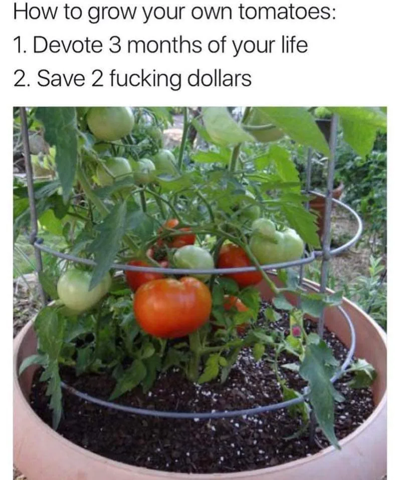 tomato meme