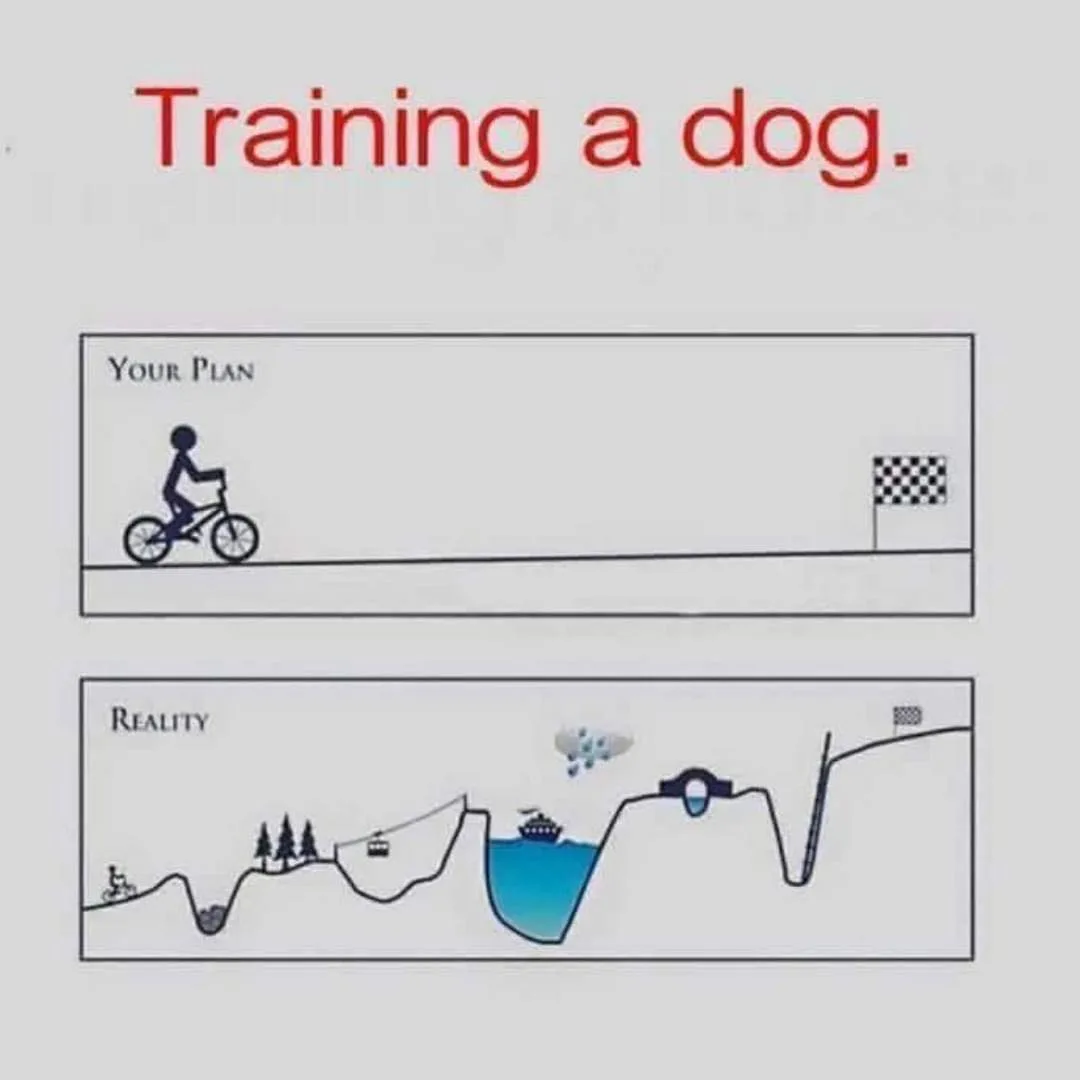 training a dog meme