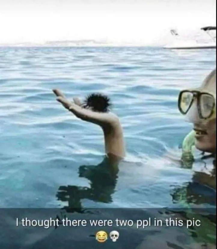 sea urchin meme