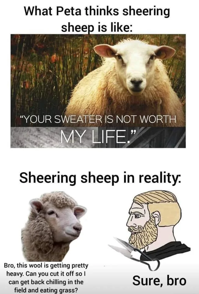 wool meme