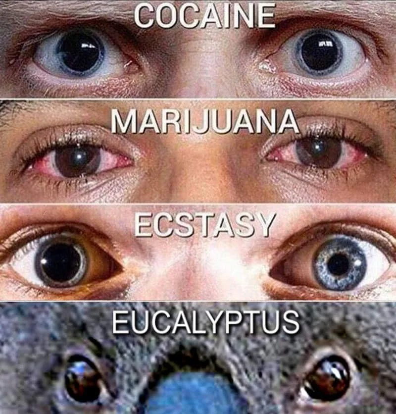 ecstasy meme