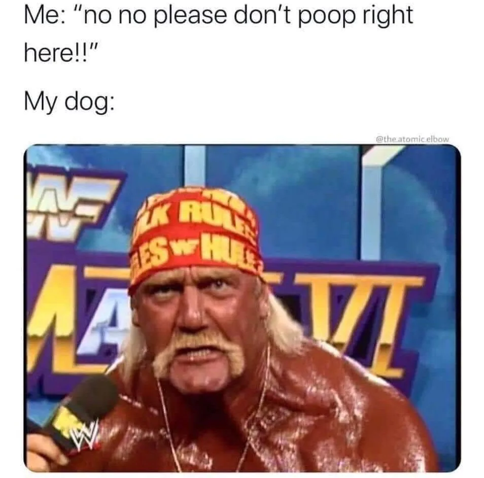 dog poo meme