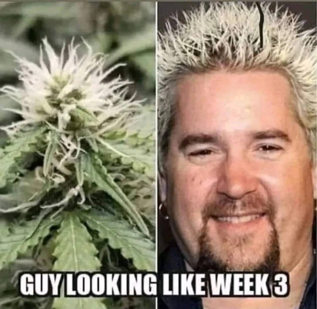 Guy Fieri meme