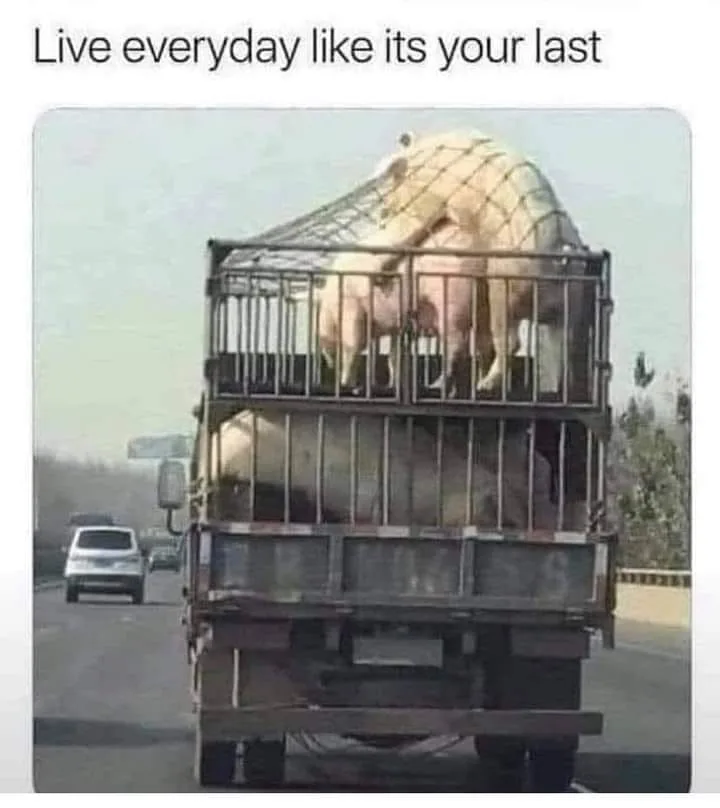 carpe diem meme