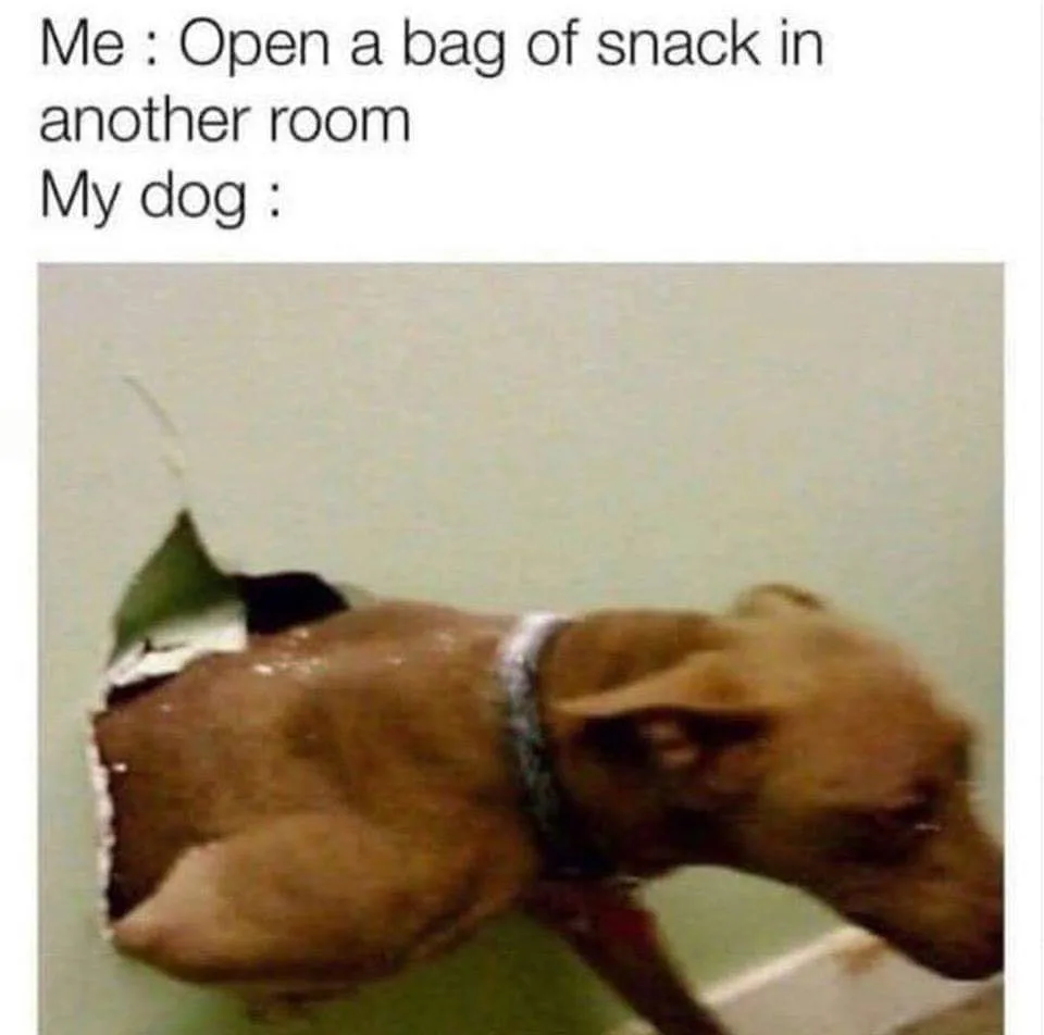 dog treat meme