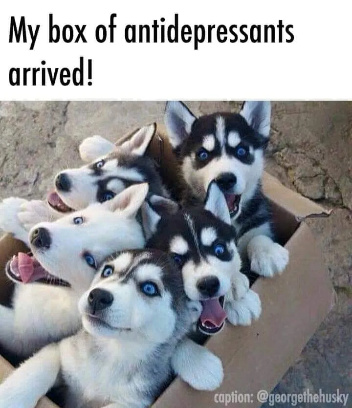 dog lover meme