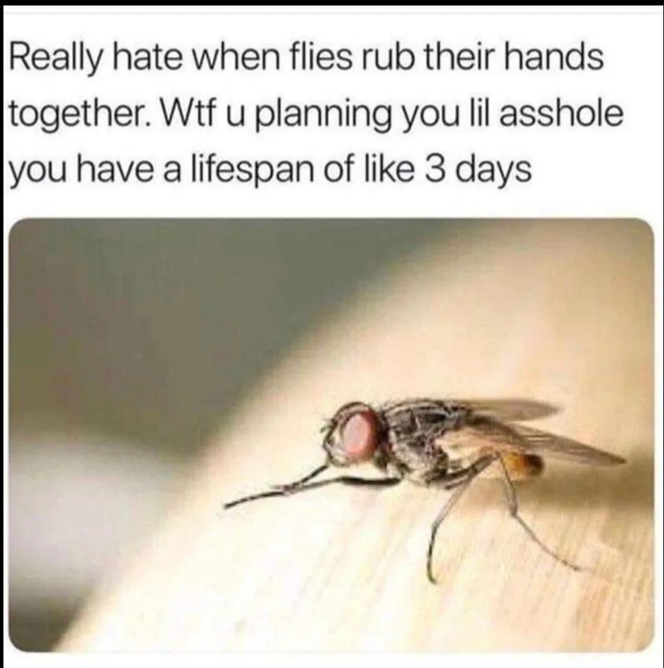 fly meme