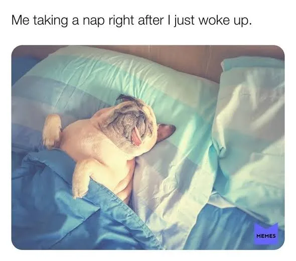 napping meme