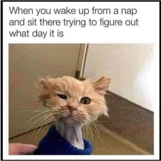 napping meme