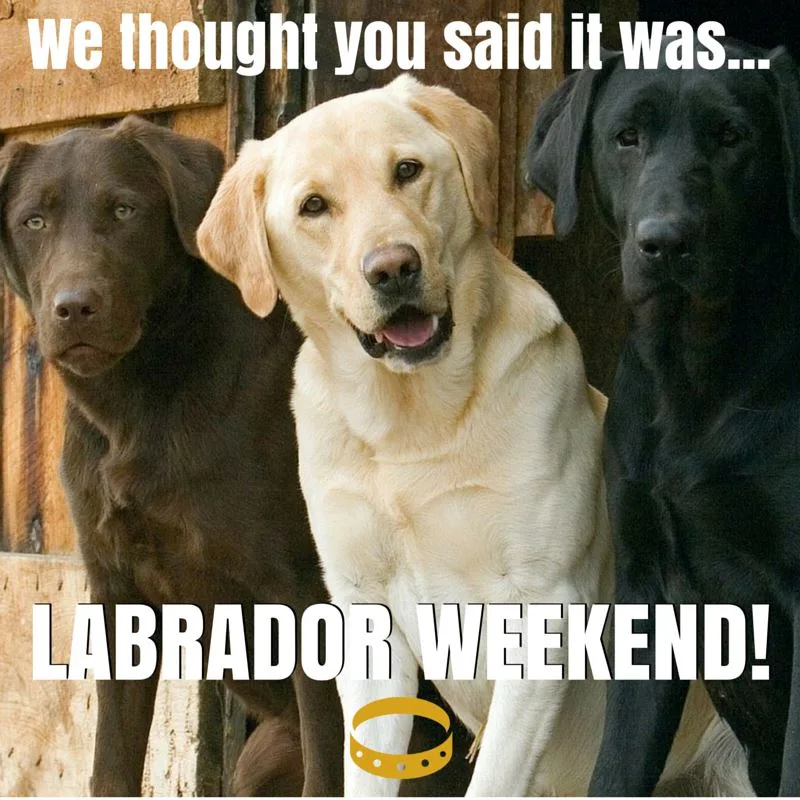 labrador meme
