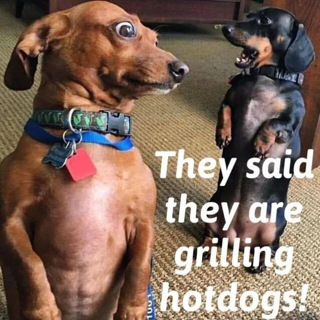 dachshund meme