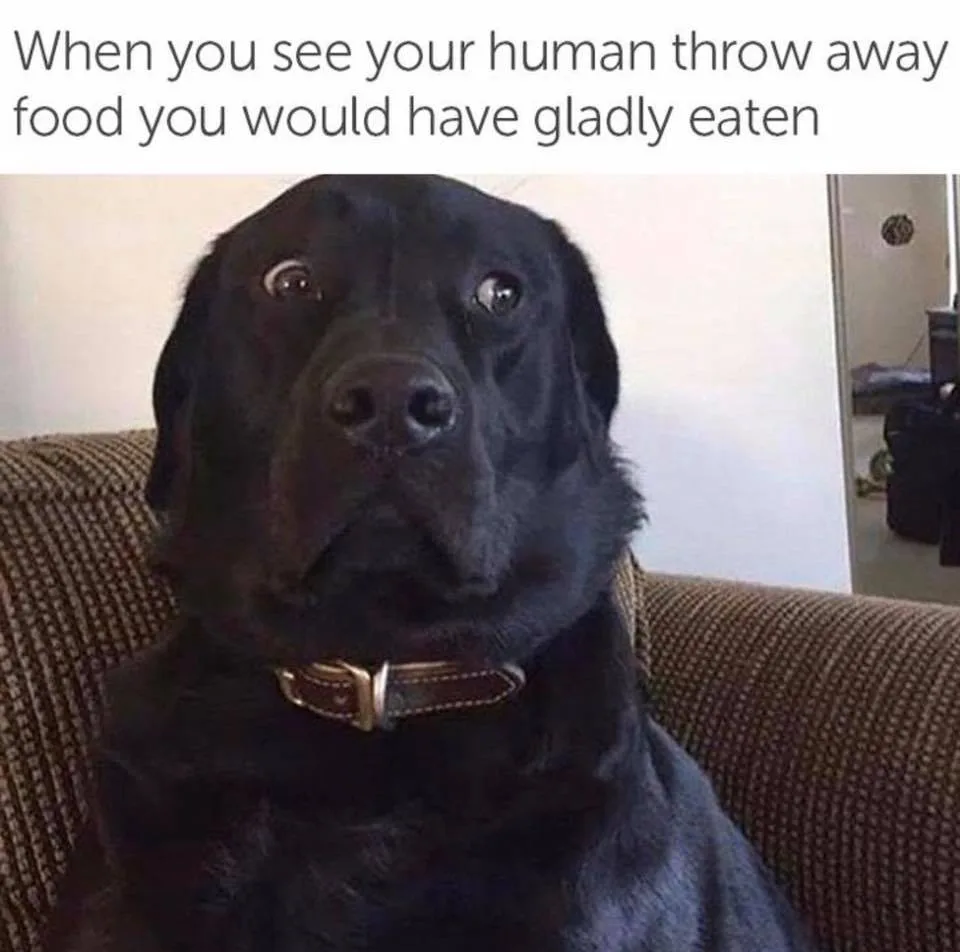 dog food meme
