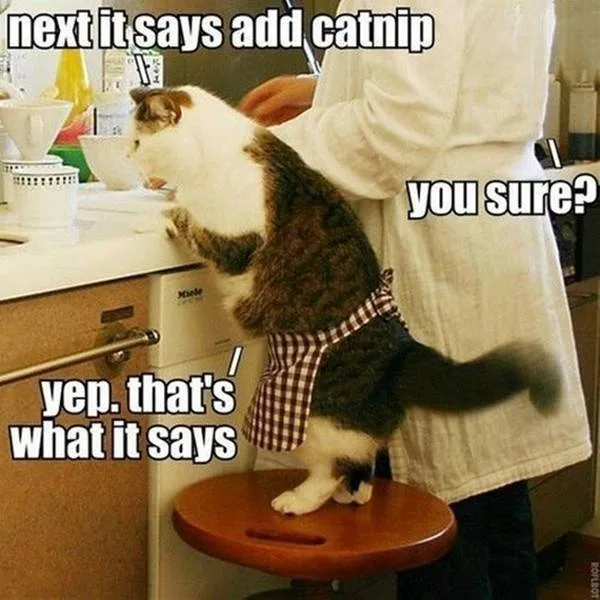catnip meme