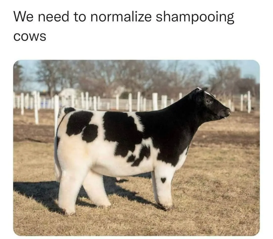 cow meme