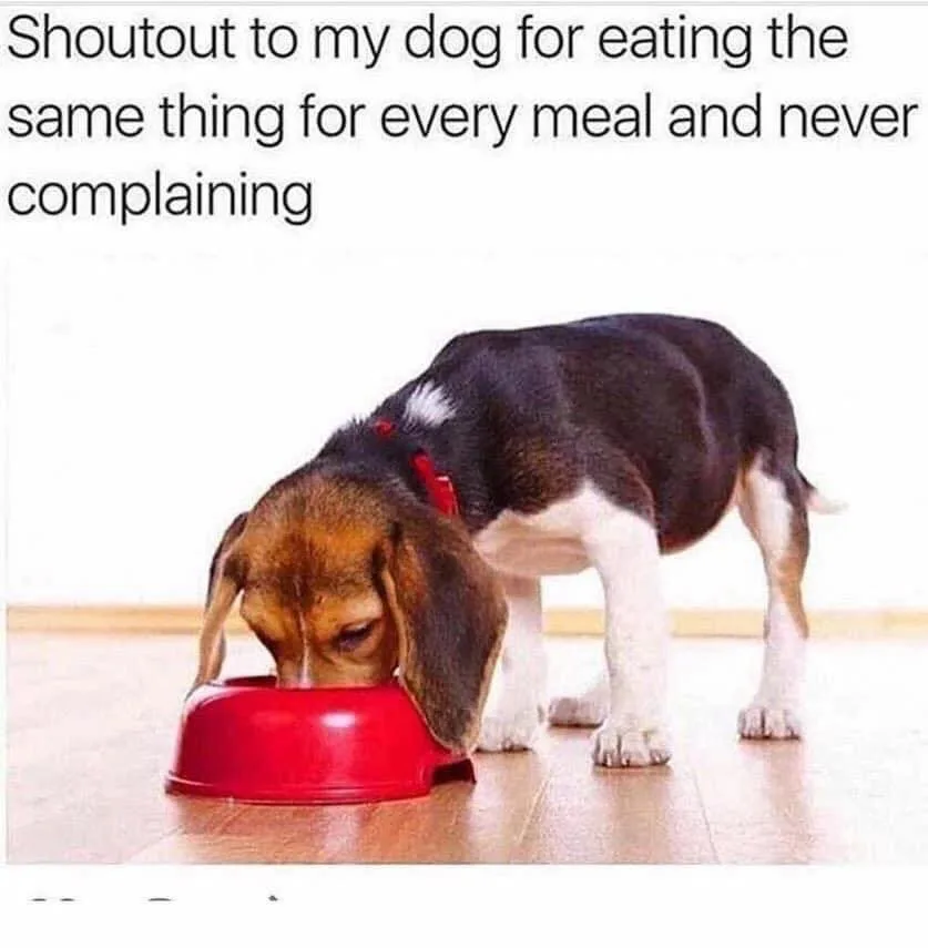 dog food meme