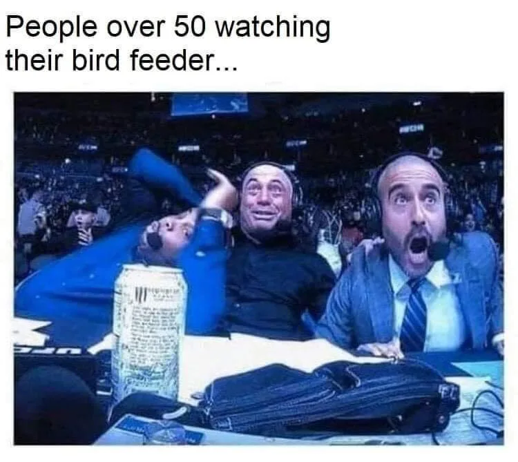 bird feeder meme