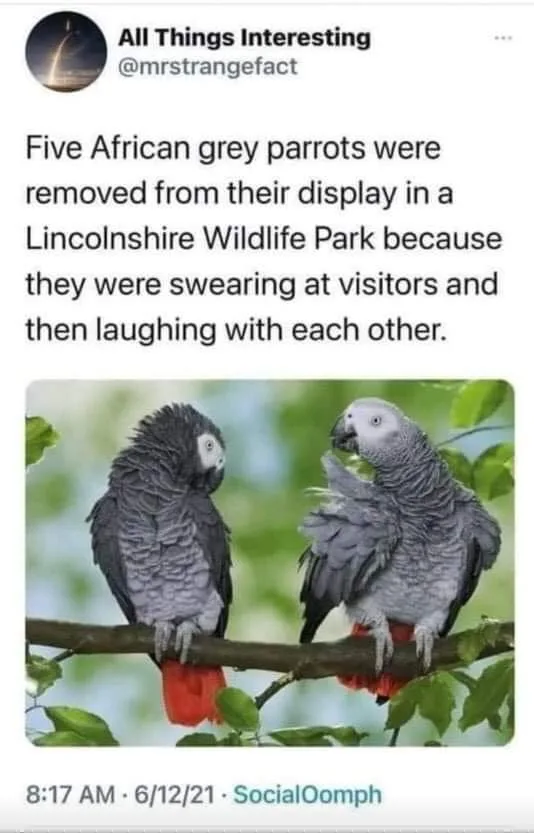 parrot meme