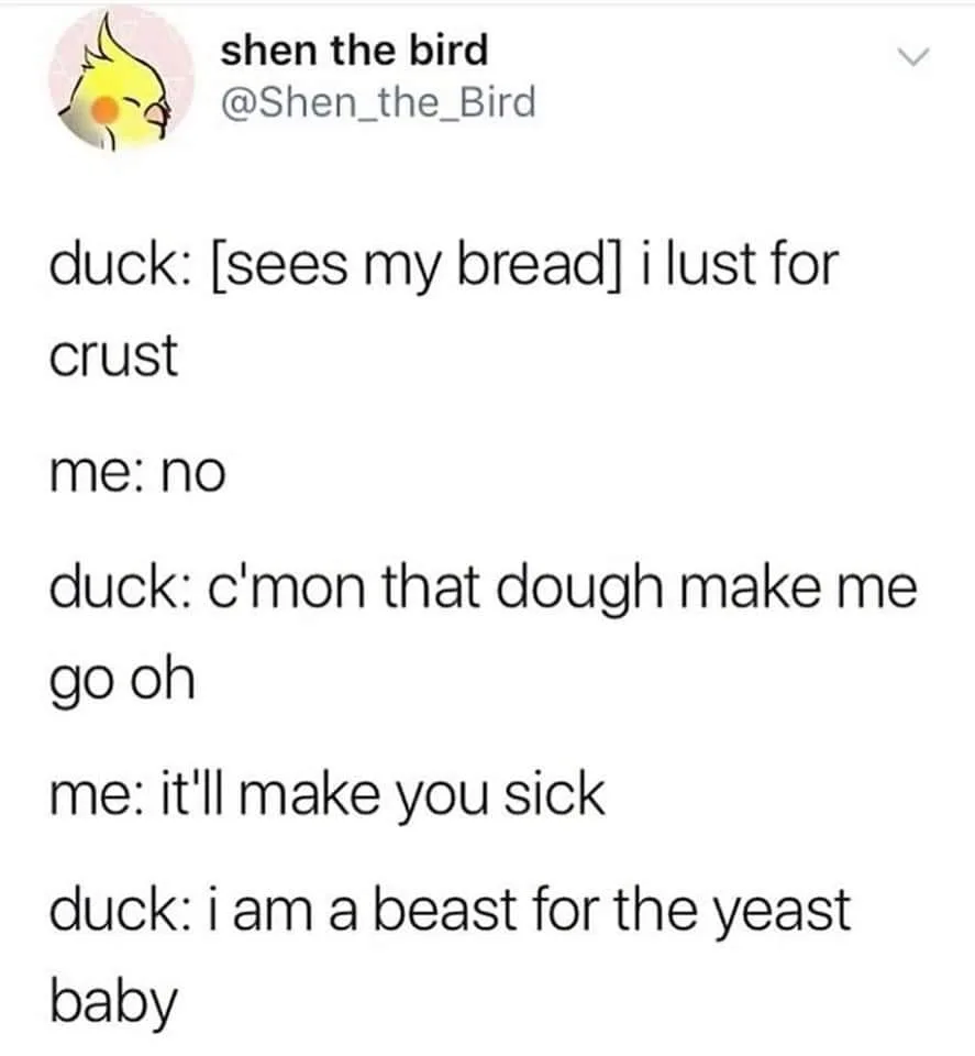 duck meme
