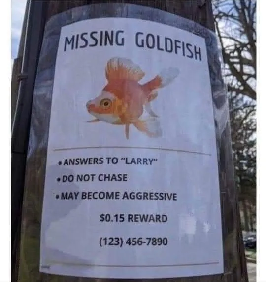 goldfish meme