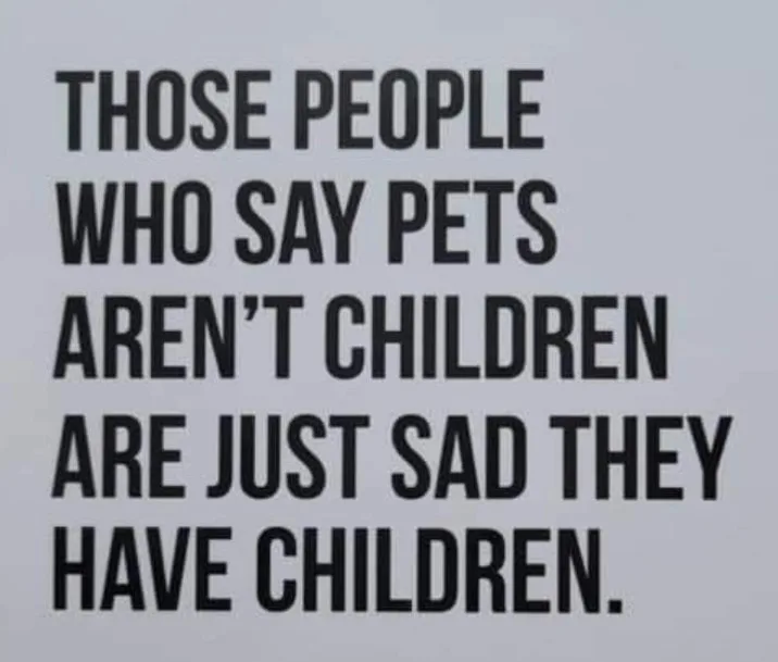 pet meme