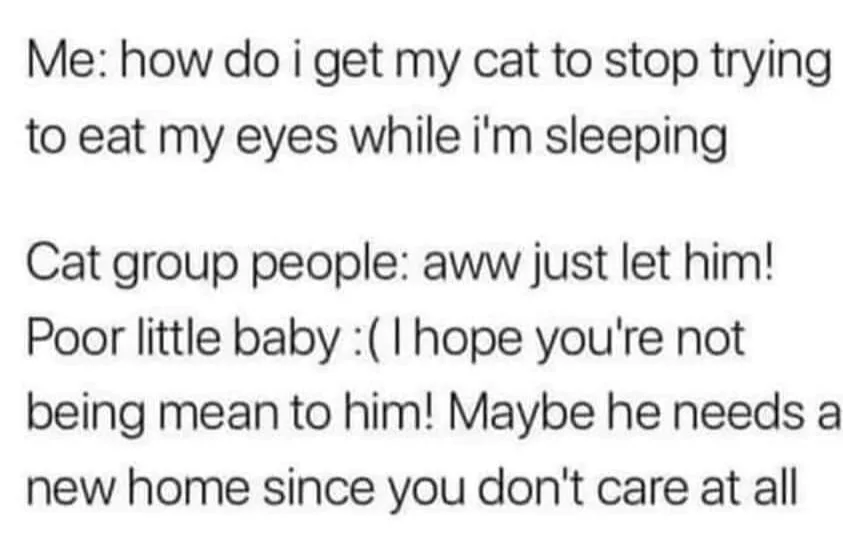 cat lover meme