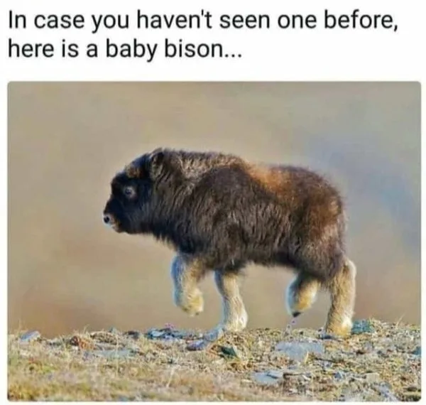 bison meme