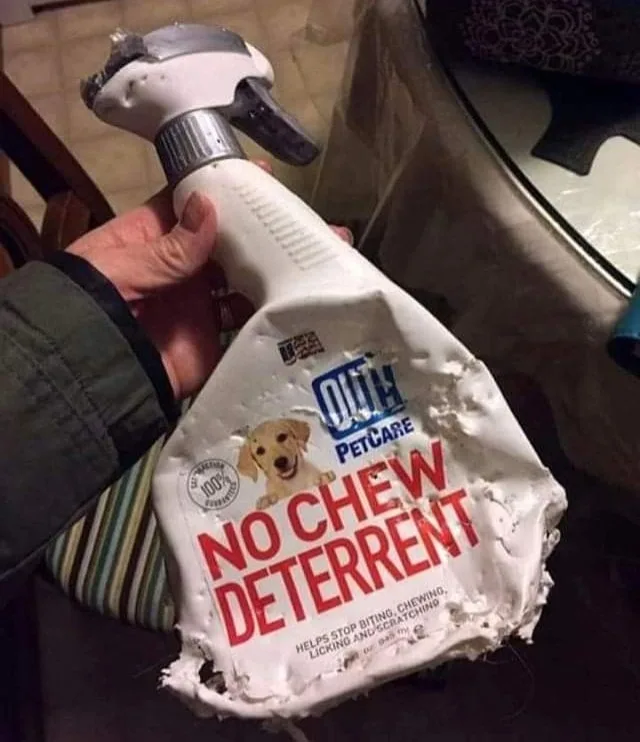 chewing meme