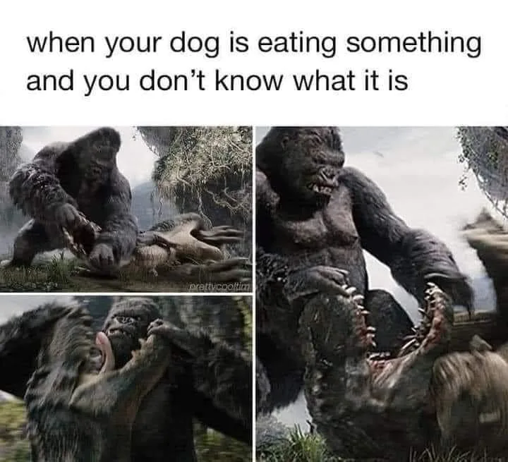 bad dog meme