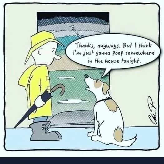 walking the dog meme