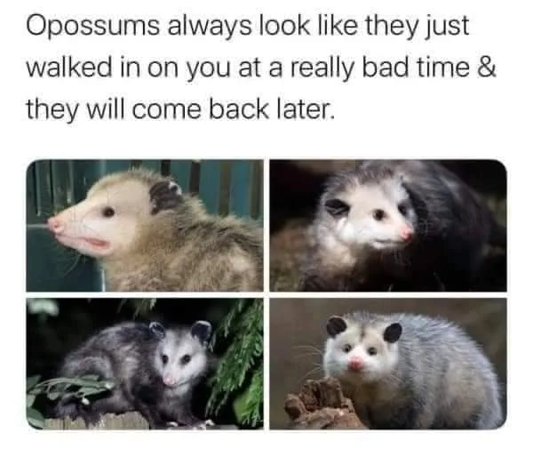 opposum meme