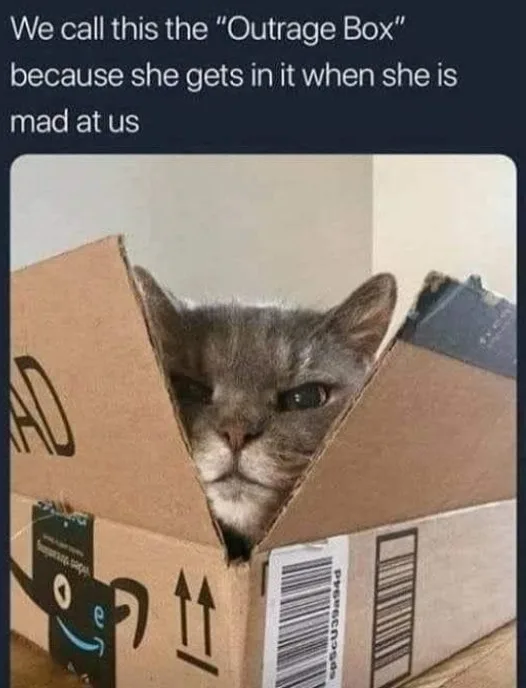 cardboard box meme