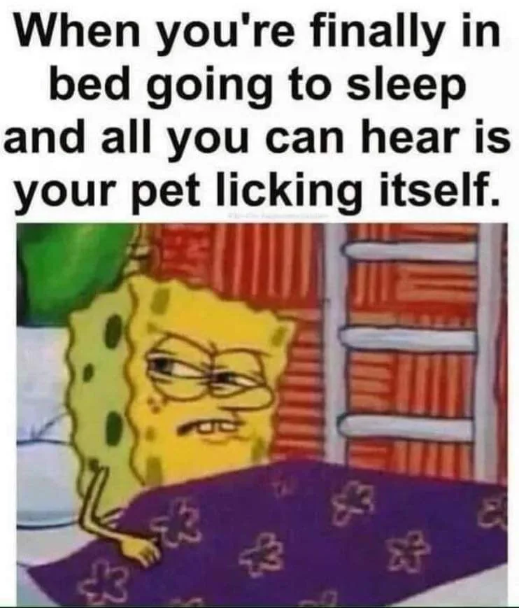 pet meme