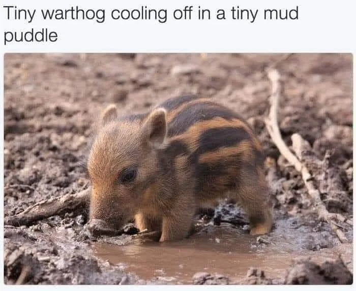 puddle meme